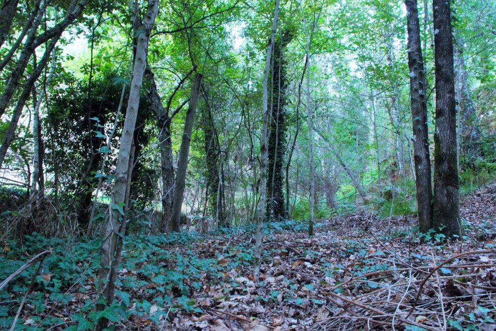 Eco Camping Juncal Hotel Marco de Canavezes Esterno foto