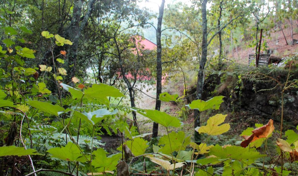 Eco Camping Juncal Hotel Marco de Canavezes Esterno foto